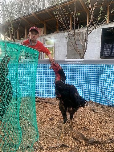 купить голубей драконов: Продаю | Петух | Бойцовая | Для разведения — 3