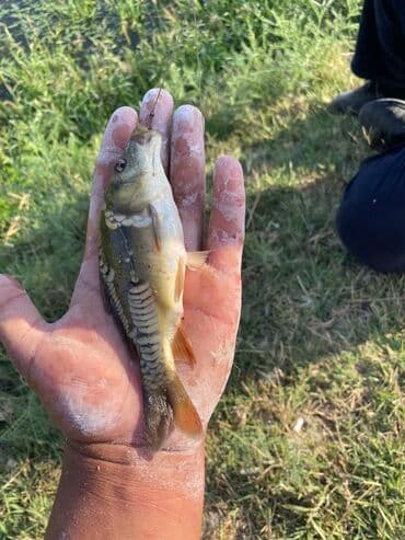 толстолобик: Продаю малёк белого Амура;зеркального карпа;сазана;толстолобика — 6