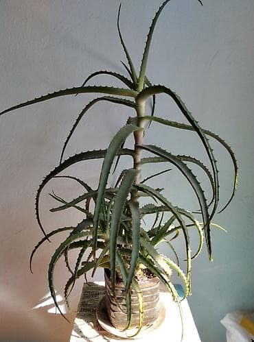 Алоэ (суккулент) в горшке. - Крупное комнатное растение с выраженным