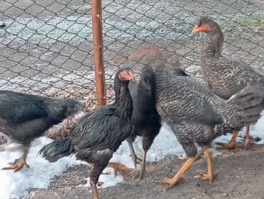 птицы бишкек: Село маевка 6 шт — 2