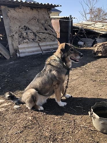 Продажа собак: Более 5 лет, Самка — 6