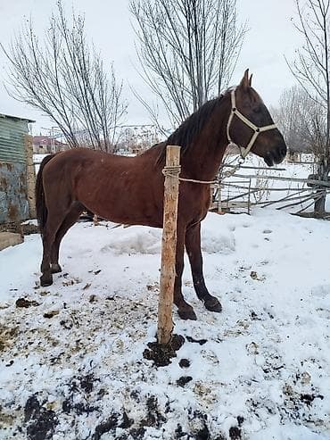 Животные: Продаю | Жеребец | Рабочий — 4