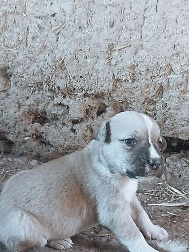 алабай цена щенка: Щенки крупной породы (тип Питбуль ) - Возраст на фото: 1месяц - — 4