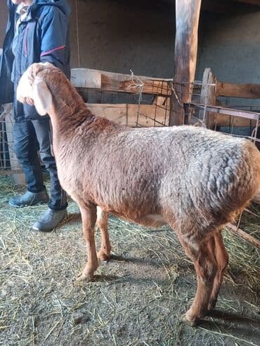 Птицы: Продаю | Овца (самка) | Для разведения — 1