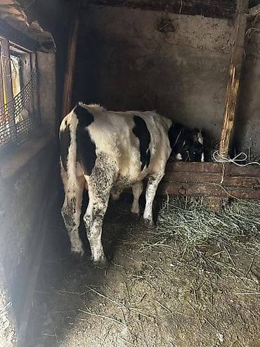 Продам с/х животных: Продаю | Бык (самец) | На откорм | Привязанные — 1