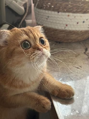 Шотландская вислоухая кошка (скоттиш‑фолд), окрас: золотой