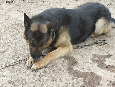 кавказский овчарка: Немецкая овчарка, 3 года, Самец — 4