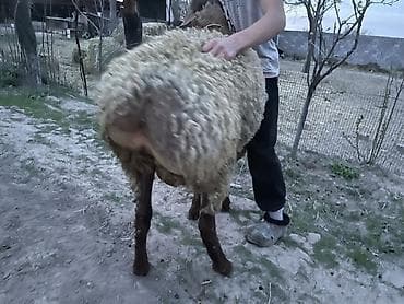 теке сатылат: Сатам | Кочкор (эркек) | Арашан | Союуга — 2