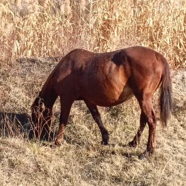 отдам даром охотничью собаку: Продаю | Кобыла (самка) | Рабочий — 2