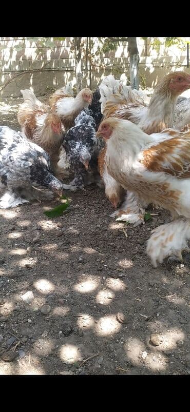 купить несушек курей: Продаю петухов Брама Окрас Белое золото возраст 6 месяцев — 5