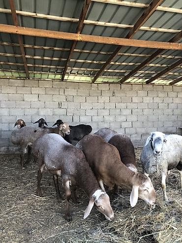 Продаю | Овца (самка) | Для разведения at lalafo.kg Продаю | Овца (самка) | Для разведения