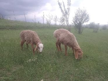 живые рыбки: Продаю | Овца (самка) | На забой — 1