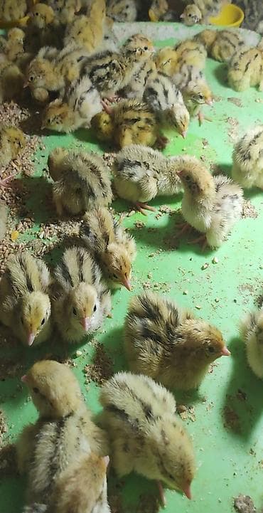 тушки кур: Перепелята суточные из инкубатора Бөдөнөнүн балапаны - Порода — 2