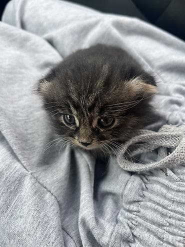 короткошерстные котята: Беспородная, 2 месяца, Девочка, Приучена к лотку — 2