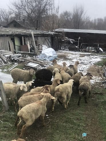 ош карова: Продаю | Ягненок, Баран (самец) | На забой, Для разведения, Для шерсти | Матка — 2