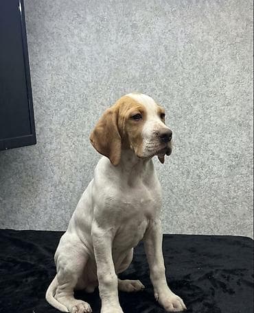 тайган собаки: Чистокровные Щенки Английского пойнтера !возраст4Месяца, Привитые — 1