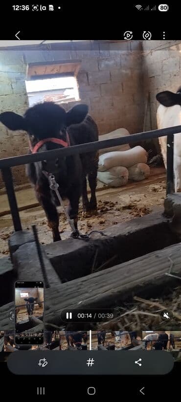 дойних коров: Продаю | Бык (самец) | Полукровка | На откорм | Привязанные — 8