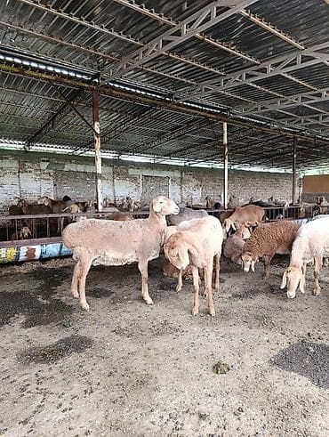 верблюд сколько стоит: Продаю | Овца (самка) | Для разведения | Матка — 5