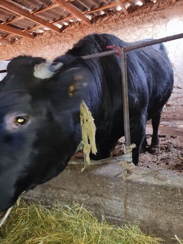 отдам в добрые руки собаку: Продаю | Бык (самец) | Для разведения | Племенные — 11