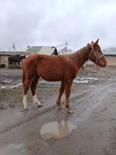 енот живой: Продаю | Конь (самец), Жеребенок | Дончак, Кара Жорго | На забой, Для разведения, Для молока — 7
