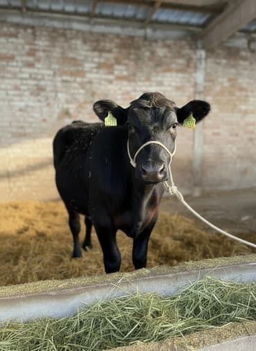 отдам даром охотничью собаку: Продаю | Корова (самка), Тёлка | Ангус | На откорм, Для молока | Привязанные — 1