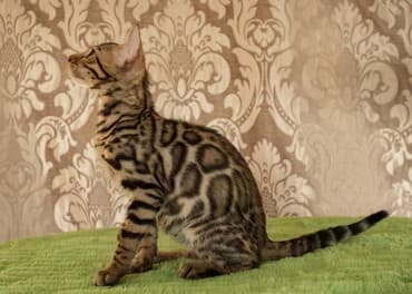 купить породистых котят: Бенгальские котята новый помет. Элита кошачьего мира.Питомник бен гла — 5