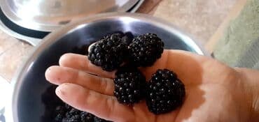 электрический матрас с подогревом бишкек: Ежевика В розницу, Самовывоз — 3