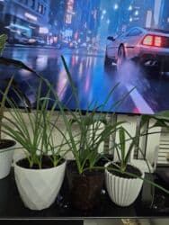 гидропоника купить: Комнатные растения: Алоказия, пеперомия, антуриумы и многое другое — 30