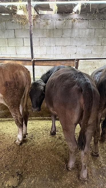 кассавый ящик: Продаю | Тёлка | На откорм | Племенные — 7