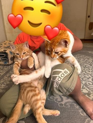 Отдам даром кошку: 3 месяца, Девочка — 1