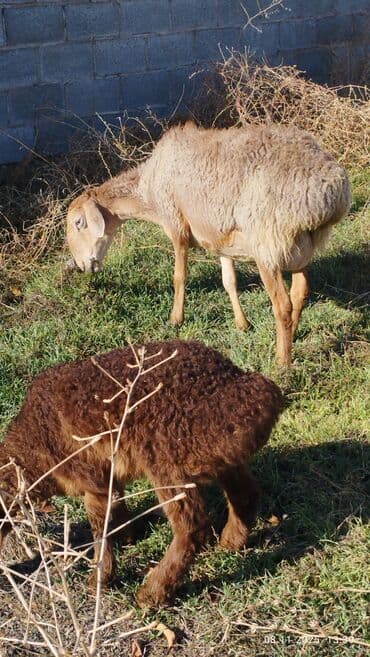 цены породистых собак: Сатам | Ургаачы кой (ургаачы) | Арашан | Көбөйтүү үчүн | Бооз — 9