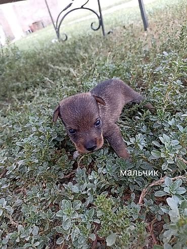 ам стафф: Щенки мелкой породы мини той терьер (подходит для квартиры). В помёте — 6