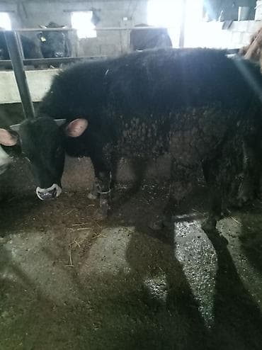 Продаю | Бык (самец) | На откорм | Привязанные
