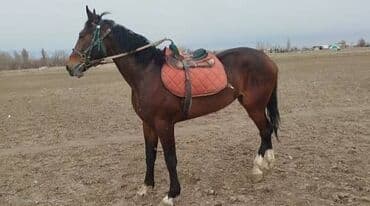 животные для дома: Сатам | Жылкы (эркек) | Аргын | Ат спорту | Мерин — 2