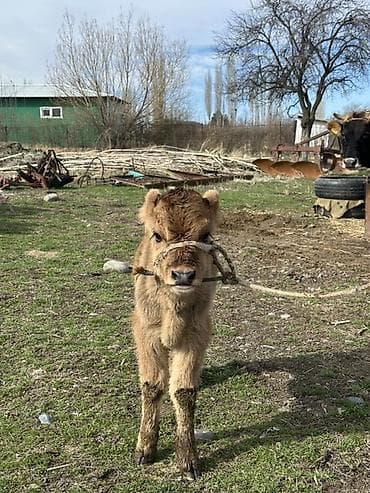 бык абердин ангус: Продаю | Корова (самка) | Для молока | После отела — 4