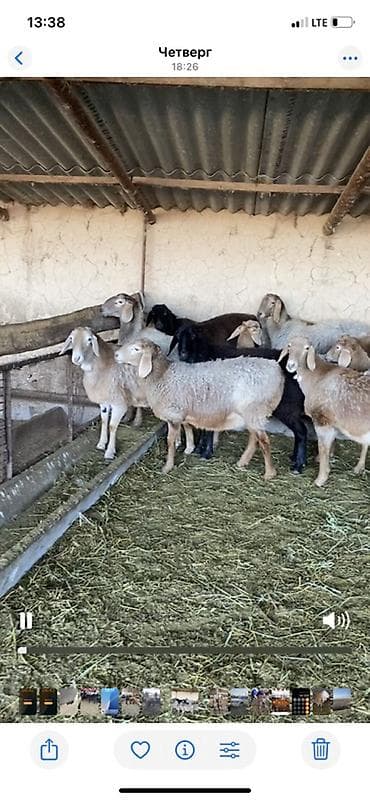 коровы алатау: Продаю | Овца (самка) | Арашан | Для разведения | Ярка — 4