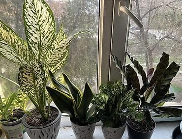 комнат цветы: Комнатные растения в декоративных горшках (набор). Состав набора на — 2