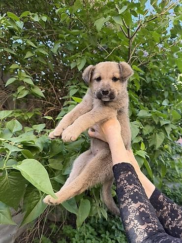 щенок отдам даром: Умный щенок-девочка в добрые руки. Ищем дом для чудесной малышки! Была — 1