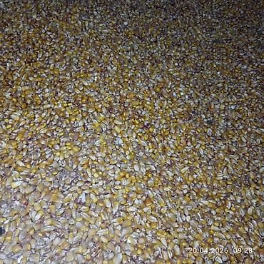 куплю кукурузу в початках: Кукуруза зерно (кормовая) - Зерно желтых и оранжевых сортов — 1