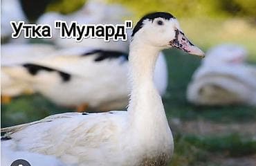 Мулард -утка начинается запись на суточных утят Мулардовуникальная