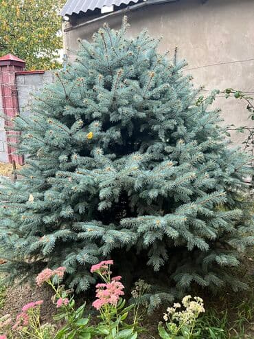 Голубая ель срочно