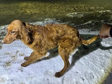 купить собаку той пудель: Охотничий собака — 2