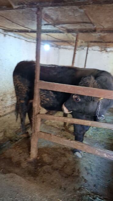 Продаю | Бык (самец) | На откорм | Привязанные