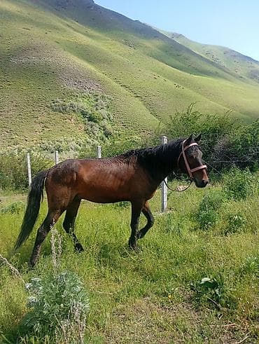 рыцари: Продаю | Конь (самец) | Конный спорт — 2