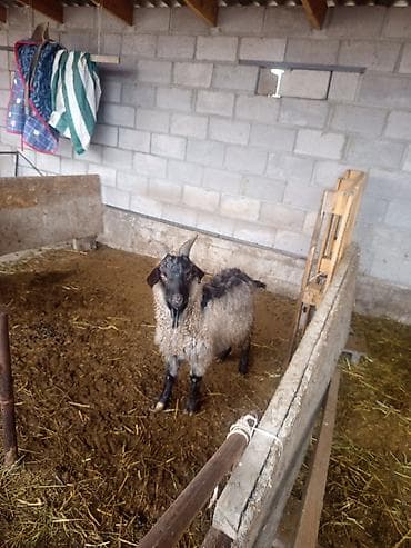 гисар кой: Продаю | Козёл (самец) | Для разведения | Осеменитель — 4