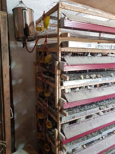 Продаю клетку для перепелок
