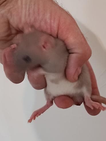 капкан для крысы: В хорошие руки, продаются ласковые крысята. 1 белый мальчик альбинос — 4