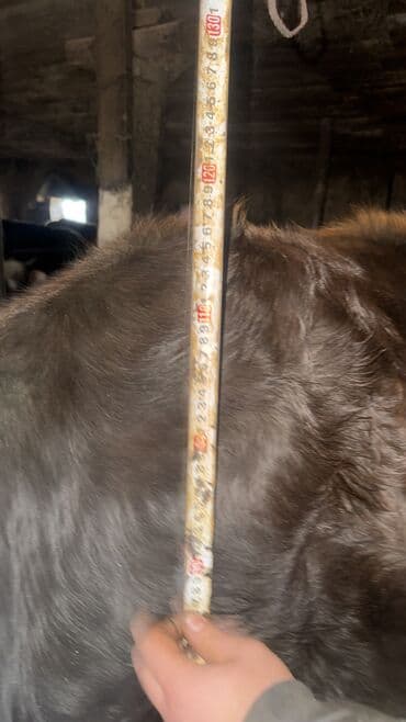 собака сокулук: Сатам | Кунаажын | Көбөйтүү үчүн | Бооз, Кунажын — 5