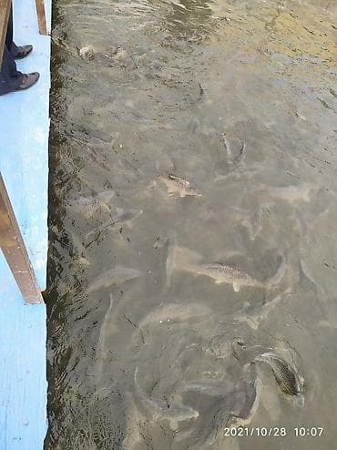 битал теке: Сазан недоросток от300г-1кг-1.5кг Продается сазан НАХОДИМСЯ В — 2