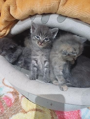 вислоухие кошки бишкек: Котята, окрас дымчато-серый и серо-черепаховый. Описание: - Милейшие — 5